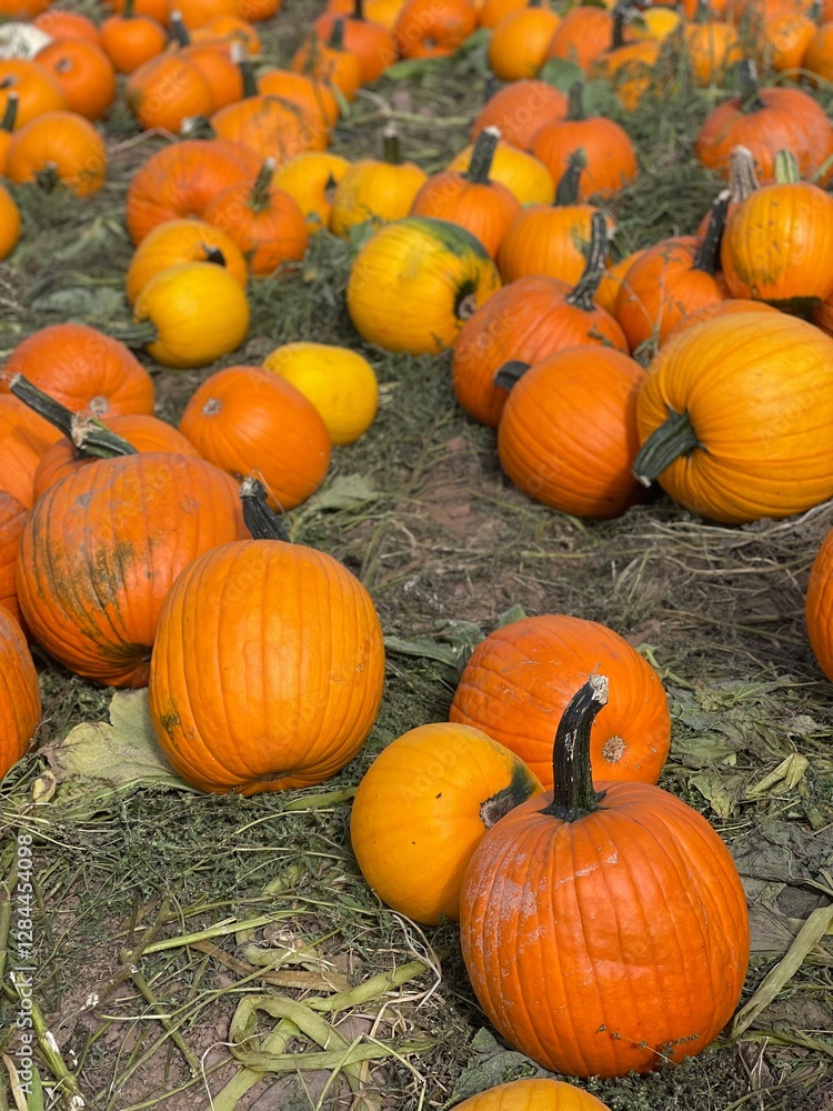 Obraz premium Pile of Ripe Orange Pumpkins for Fall Decorating, sitting in a field.
