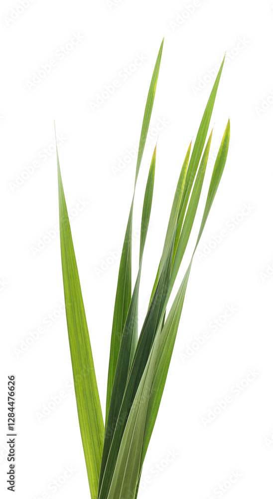 Bunch of green grass. Bunch of green grass.