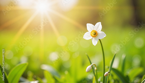 Single drooping flower in spring meadow, symbolizing health awareness