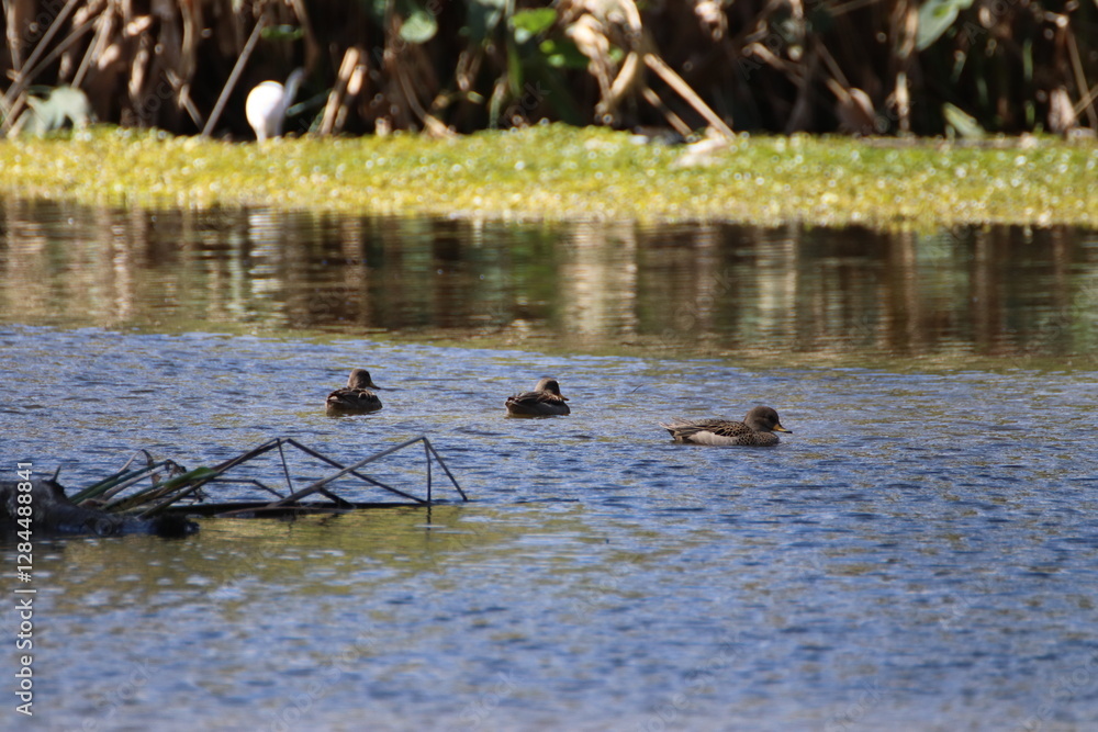 Obraz premium Tres patos nadando