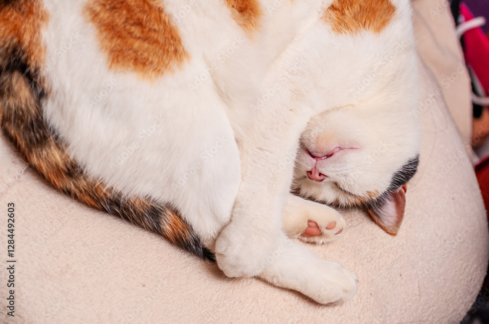Calico cat curled up asleep on a beige cushion, paws tucked neatly underneath Calico cat curled up asleep on a beige cushion, paws tucked neatly underneath