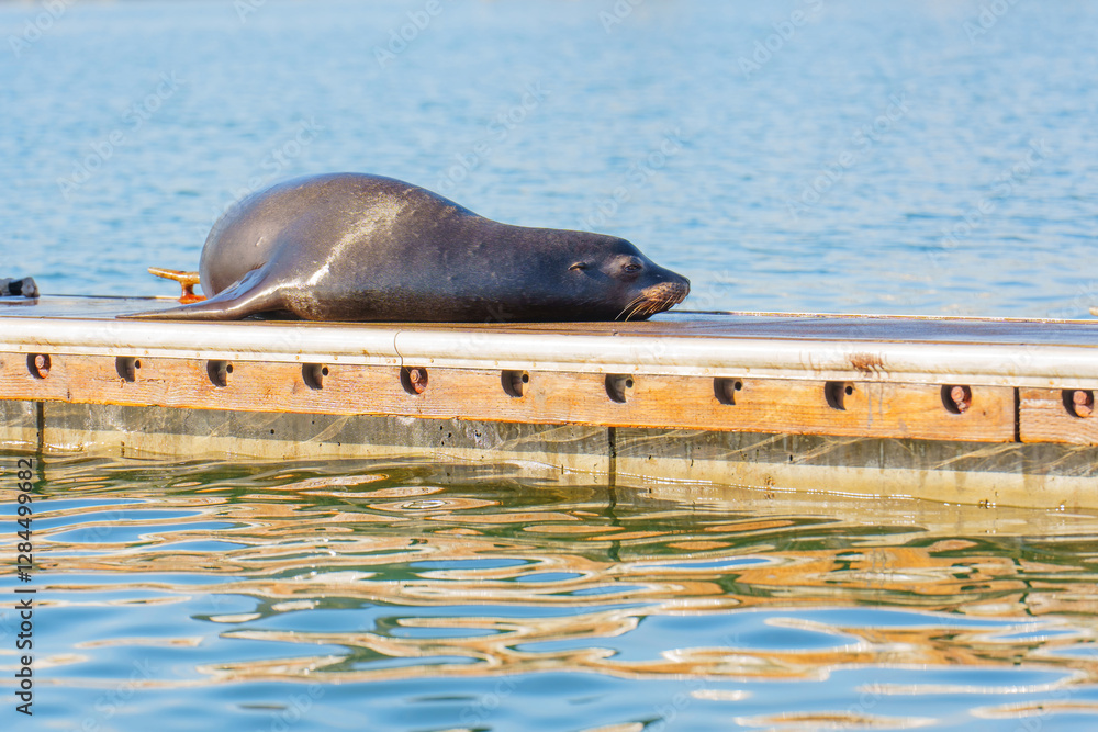 Fototapeta premium Lonely Sea Lion on Dock in Oceanside, California