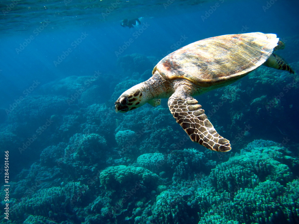 Obraz premium Hawksbill sea turtle (CR species) Hawksbill Turtle - Eretmochelys imbricata.