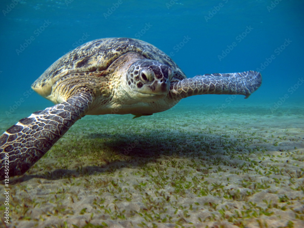 Obraz premium Big Green turtle , Green turtles are the largest of all sea turtles. A typical adult is 3 to 4 feet long and weighs between 300 and 350 pounds.