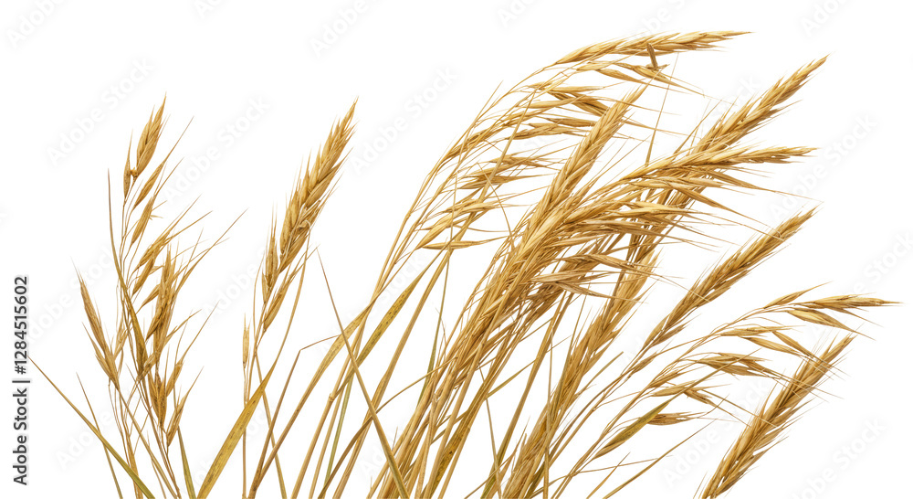 grass PNG, brown grass, died grass, withered, outdoor, brown grass, dead grass, seasonal, dry, fallen leaves, crispy grass grass PNG, brown grass, died grass, withered, outdoor, brown grass, dead grass, seasonal, dry, fallen leaves, crispy grass
