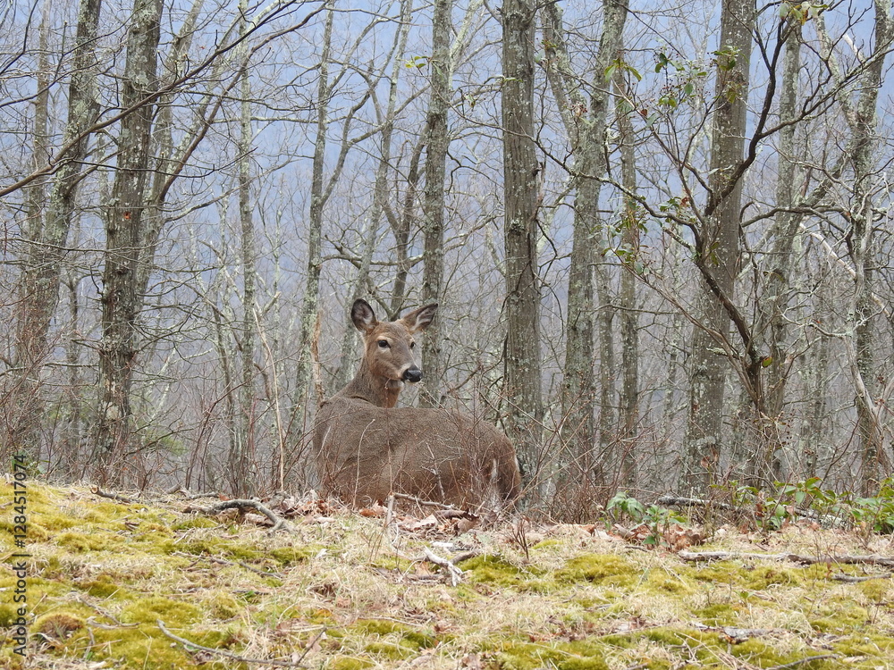 custom made wallpaper toronto digitalA white-tailed deer, doe, living within the woodland forest of Shenandoah National Park. Blue Ridge, Appalachian mountains, Virginia.