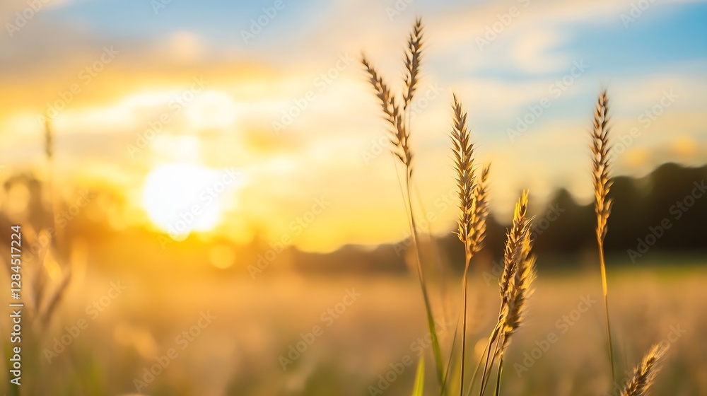 Golden hour sunlight illuminating tall grass in a serene natural landscape with a beautiful sunset view : Generative AI Golden hour sunlight illuminating tall grass in a serene natural landscape with a beautiful sunset view : Generative AI