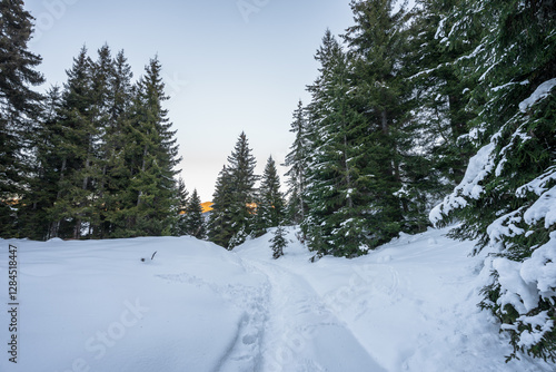Serene Path Through a Winter Fir Forest