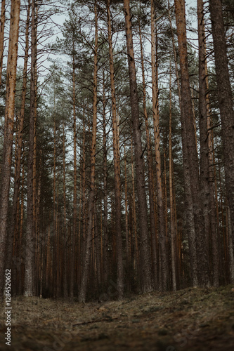 Wallpaper Mural trees in the forest. pine forest Torontodigital.ca