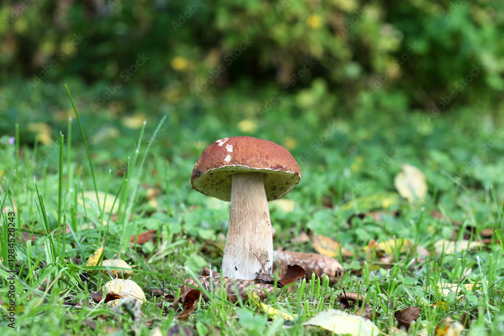 Boletus edulis (king bolete, porcini mushroom) in the forest. Selective focus. Boletus edulis (king bolete, porcini mushroom) in the forest. Selective focus.