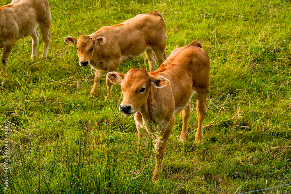 Cows grazing in the vicinity of the cliffs Cows grazing in the vicinity of the cliffs