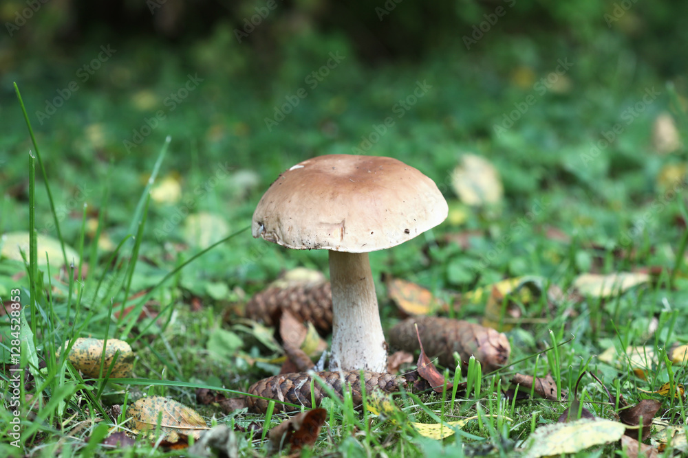 Boletus edulis (king bolete, porcini mushroom) in the forest. Selective focus. Boletus edulis (king bolete, porcini mushroom) in the forest. Selective focus.