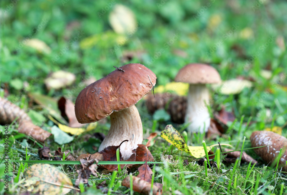 Boletus edulis (king bolete, porcini mushroom) in the forest. Selective focus. Boletus edulis (king bolete, porcini mushroom) in the forest. Selective focus.