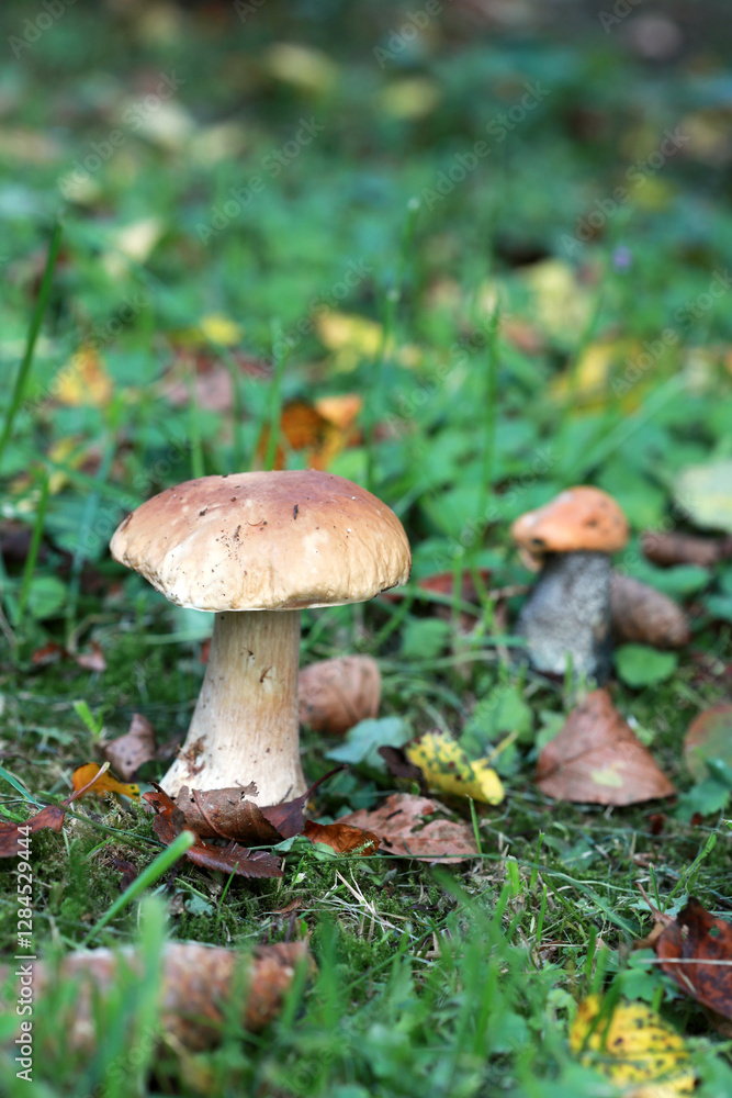 Boletus edulis (king bolete, porcini mushroom) in the forest. Selective focus. Boletus edulis (king bolete, porcini mushroom) in the forest. Selective focus.