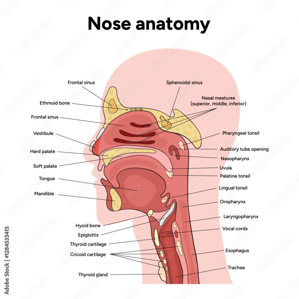 Obraz premium Bone structure of the nose with internal nose anatomy. Medical diagram infographic Otolaryngology