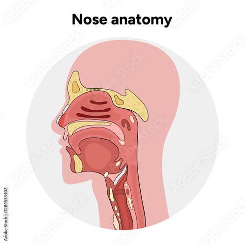 Bone structure of the nose with internal nose anatomy. Medical diagram infographic Otolaryngology