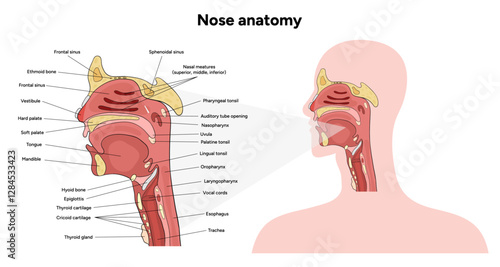 Bone structure of the nose with internal nose anatomy. Medical diagram infographic Otolaryngology