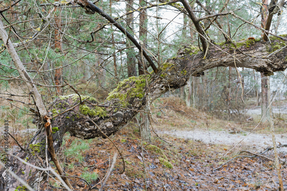 Pine forest with crooked and fallen trees in late autumn Pine forest with crooked and fallen trees in late autumn