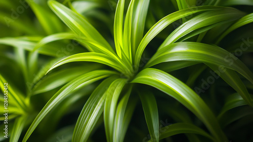 Lush green leaves of a spider plant unfold, creating a captivating display of nature's artistry
