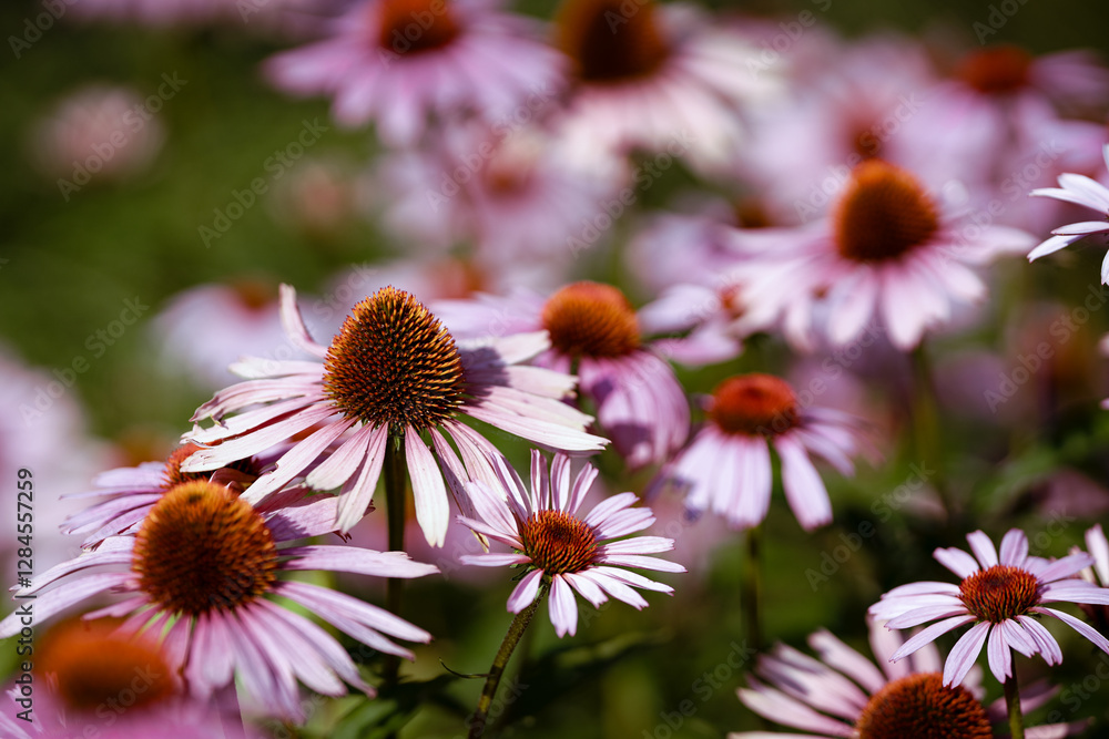 Beautifully colored flowers in spring. You can feel the warm and scents just from the pictures. Beautifully colored flowers in spring. You can feel the warm and scents just from the pictures.