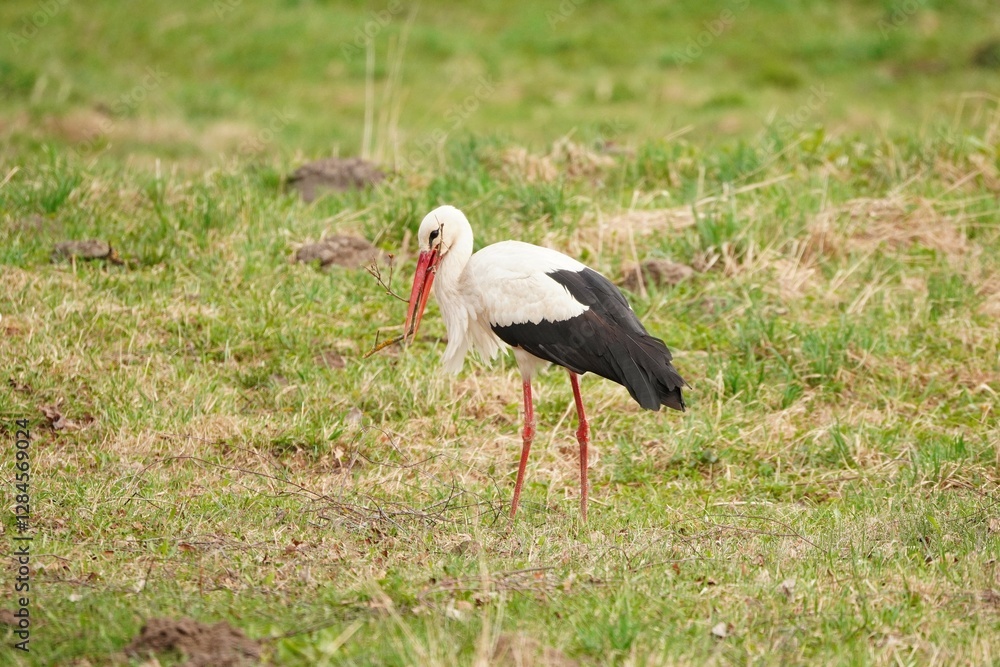 Naklejka premium A White Stork Collecting Branches in a Meadow for its Nest