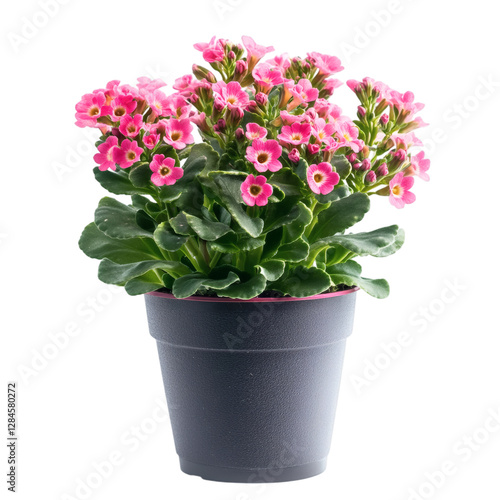 Wallpaper Mural A Decorative Potted Kalanchoe Plant with Bright Pink Flowers Isolated on Transparent Background Torontodigital.ca
