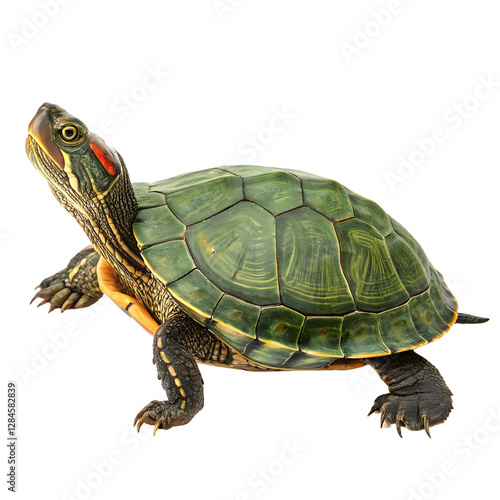 turtle animal