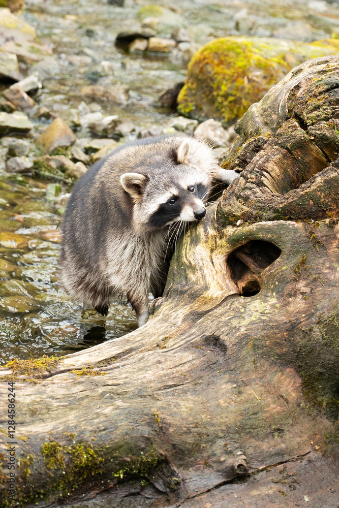 Fototapeta premium wild boar in the zoo