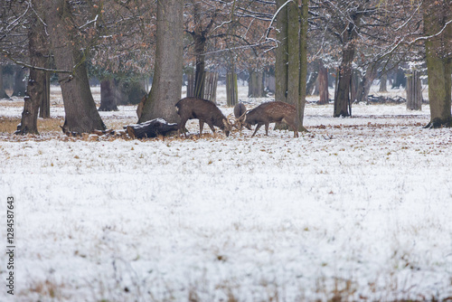Winter landscape with Sika Deer - Cervus nippon. There is snow on the meadow and it is snowing in the landscape