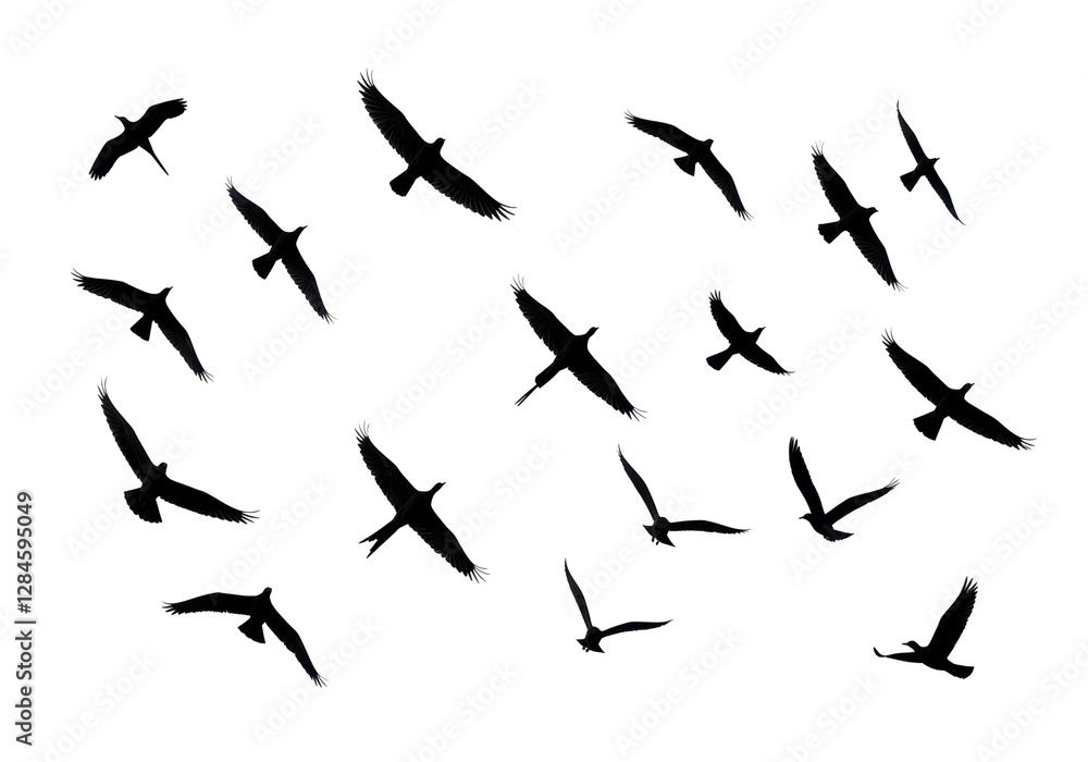 Isolated Silhouette of Flock of Birds Flying Freely Isolated Silhouette of Flock of Birds Flying Freely