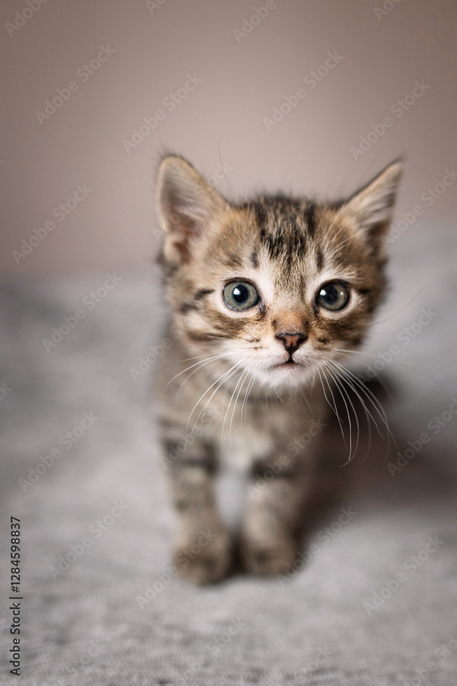Cute small, gray kitten on a plain background. Cute small, gray kitten on a plain background.
