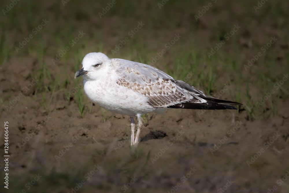 Obraz premium young seagull