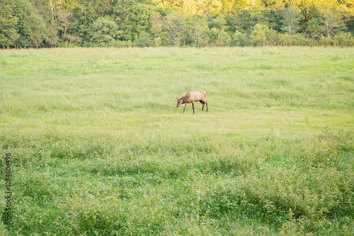 Lone elk grazing in a lush green meadow near a forest edge