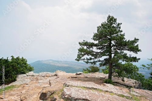 Lone pine tree on rocky overlook with mountain view in Petit Jean Park