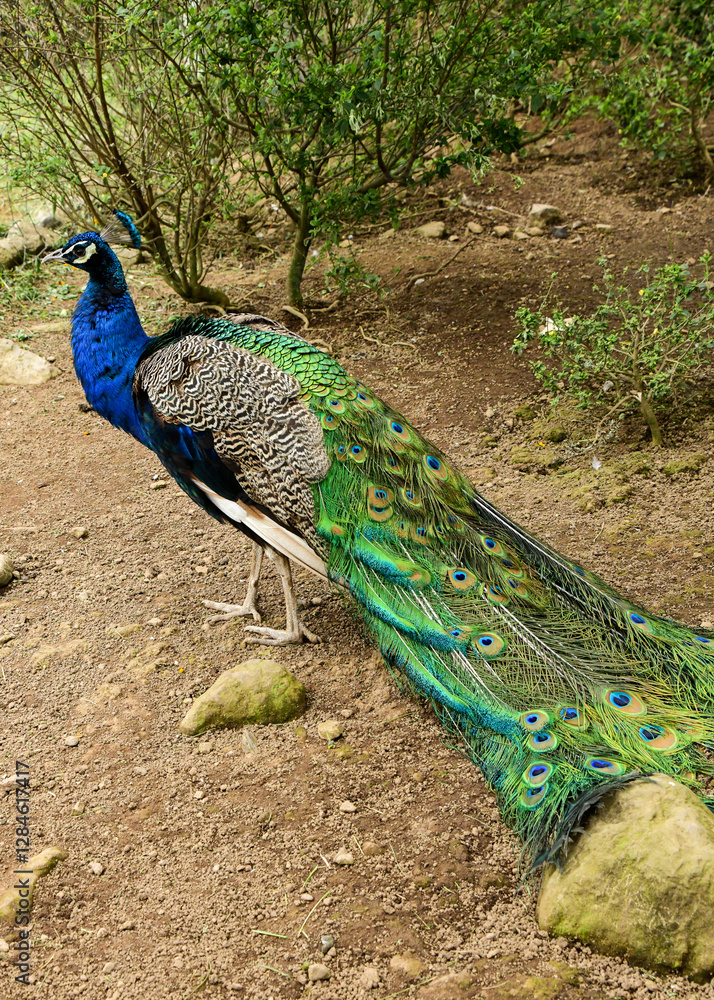 Obraz premium Male Peacock