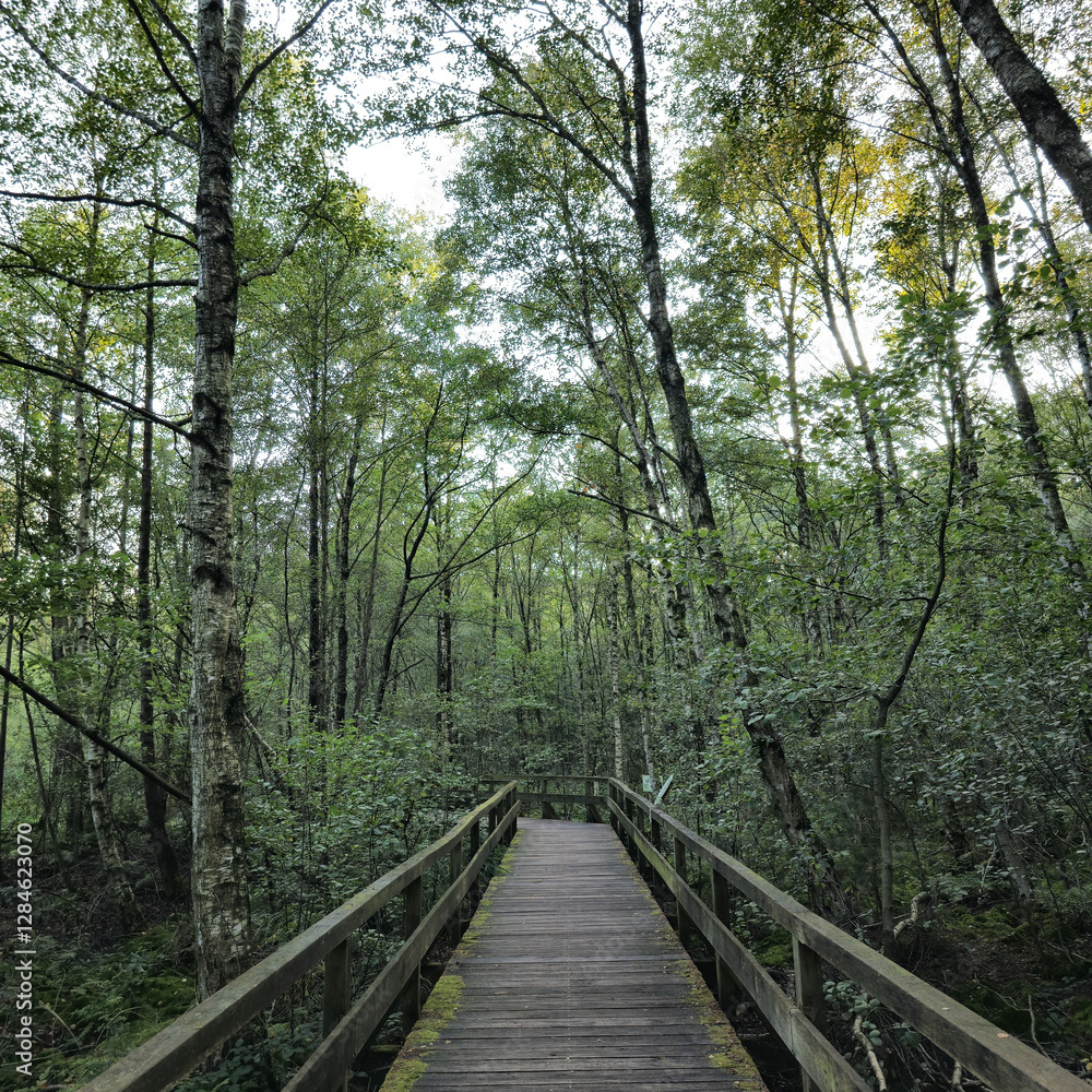 A Serene and Picturesque Wooden Pathway Meandering Through a Lush Green Forestscape Steinhuder Meer A Serene and Picturesque Wooden Pathway Meandering Through a Lush Green Forestscape Steinhuder Meer