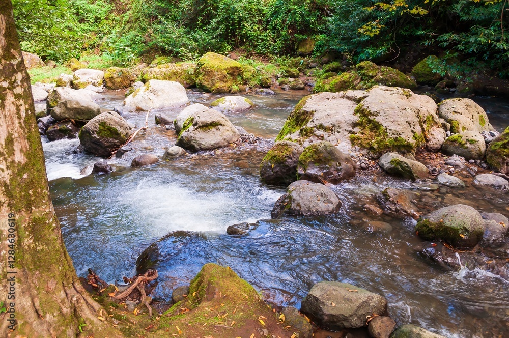 Fototapeta premium A clear stream cascading over moss-covered rocks creates a serene and picturesque natural scene.