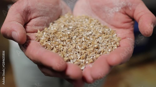 Man holding grains of malt in hands.