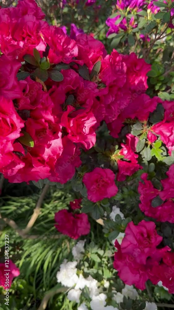 A bush of rhododendron with red dark pink inflorescences of flowers in the rays of the sun grows in the garden. For video presentation, advertising. Background. Close view. A bush of rhododendron with red dark pink inflorescences of flowers in the rays of the sun grows in the garden. For video presentation, advertising. Background. Close view.
