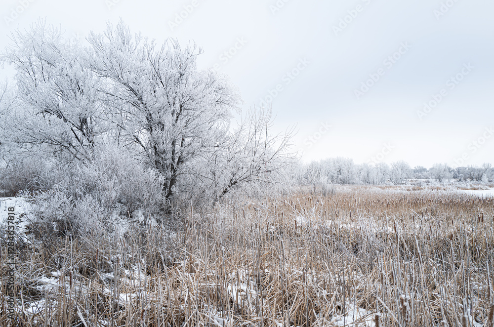Hoar Frost Hoar Frost