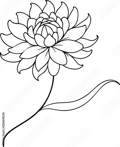 Chrysanthemum Line Art Illustration. Fine Line Vector Design