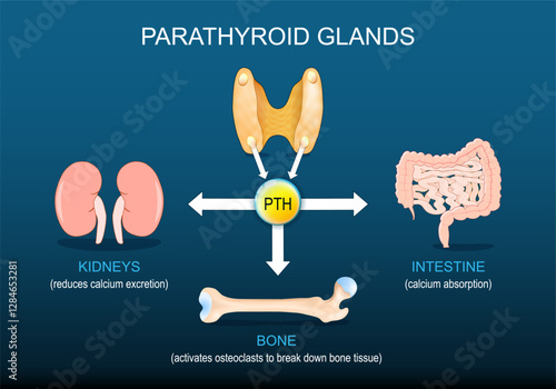 Parathyroid glands and Parathyroid hormone PTH