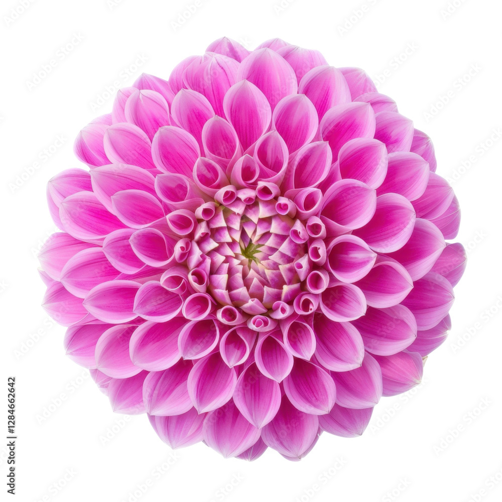 Beautiful pink dahlia flower with layered petals, showcasing intricate details and vibrant color. Perfect for floral arrangements and nature photography Beautiful pink dahlia flower with layered petals, showcasing intricate details and vibrant color. Perfect for floral arrangements and nature photography