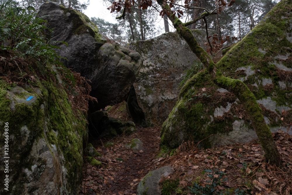 Natural variety found in a rocky forest; the Fontainebleau forest, in France. Natural variety found in a rocky forest; the Fontainebleau forest, in France.