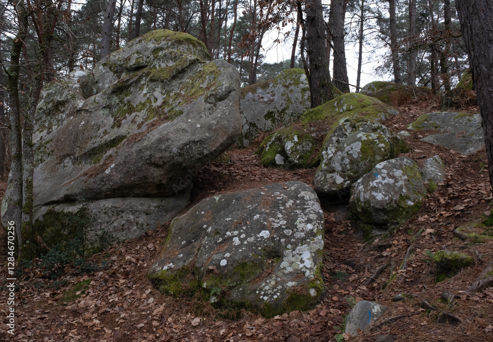 Natural variety found in a rocky forest; the Fontainebleau forest, in France. Natural variety found in a rocky forest; the Fontainebleau forest, in France.