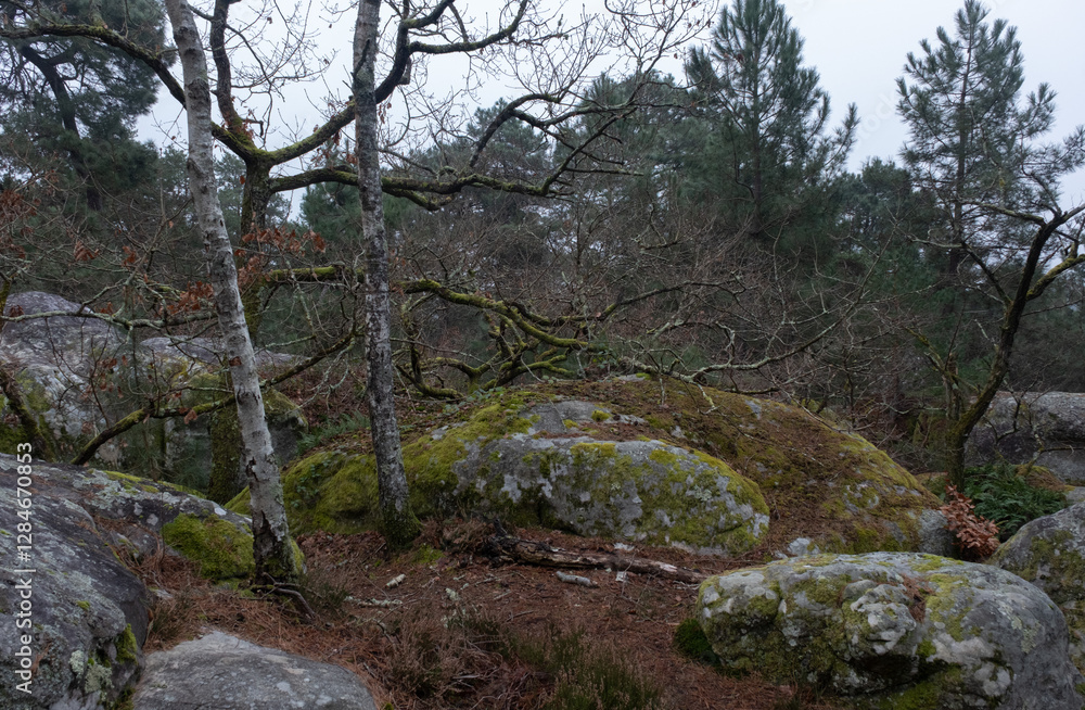 Natural variety found in a rocky forest; the Fontainebleau forest, in France. Natural variety found in a rocky forest; the Fontainebleau forest, in France.