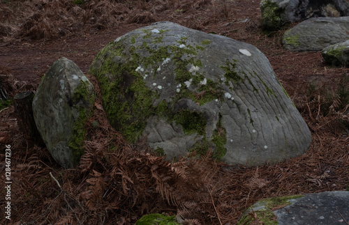 Natural variety found in a rocky forest; the Fontainebleau forest, in France.