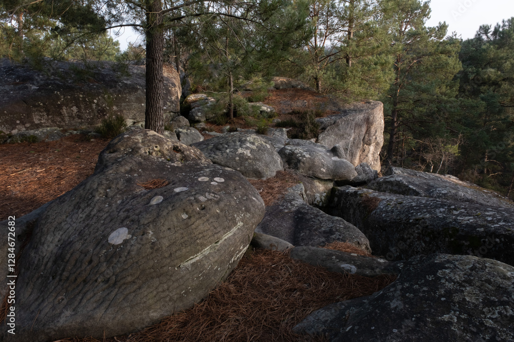 Natural variety found in a rocky forest; the Fontainebleau forest, in France. Natural variety found in a rocky forest; the Fontainebleau forest, in France.