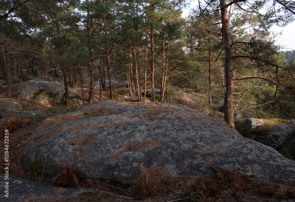 Natural variety found in a rocky forest; the Fontainebleau forest, in France. Natural variety found in a rocky forest; the Fontainebleau forest, in France.