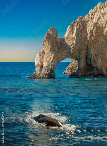 Obraz na płótnie Whale Watching Cabo: Humpback near the famous arch rock formation, Cabo San Lucas, Baja California, Mexico. Northern Pacific whales migrate from Alaska to the warmer waters of Mexico to breed w salonie